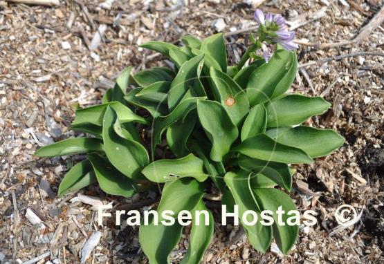 Hosta Green Mouse Ears